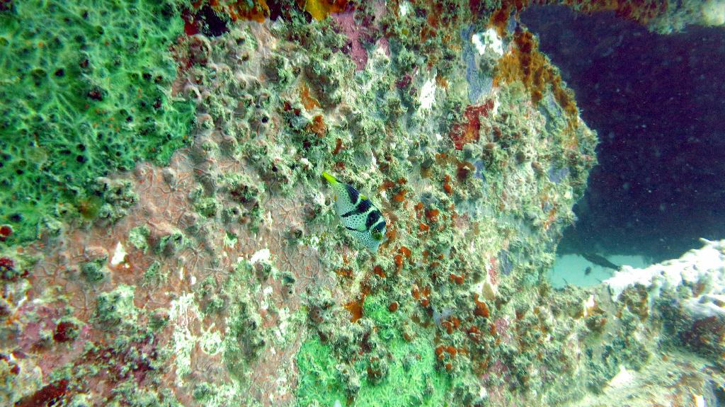 Mabul - House Reef