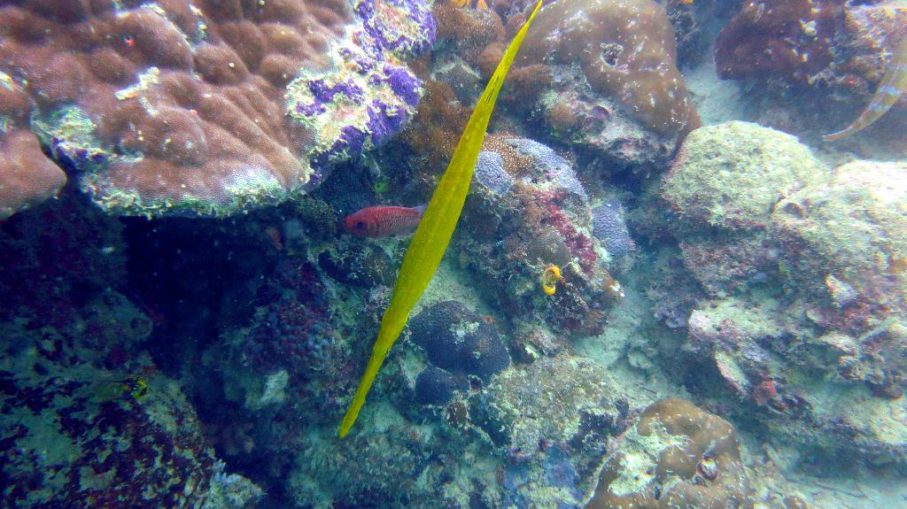 Mabul - House reef