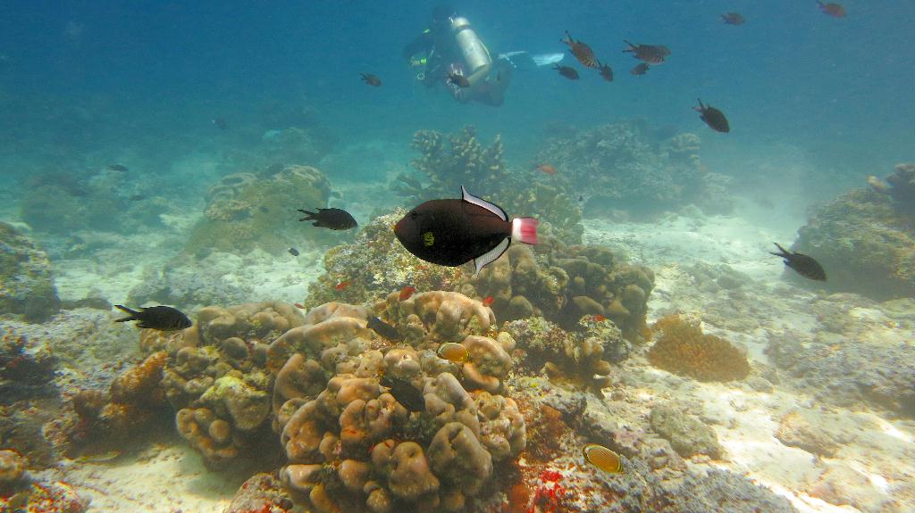 Sipadan - Turtle Tomb