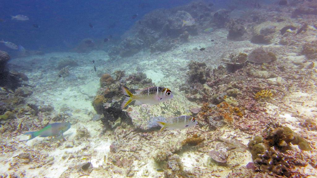 Sipadan