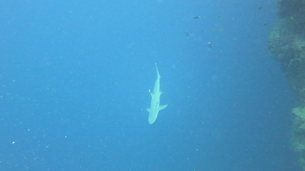 Sipadan - Turtle Tomb