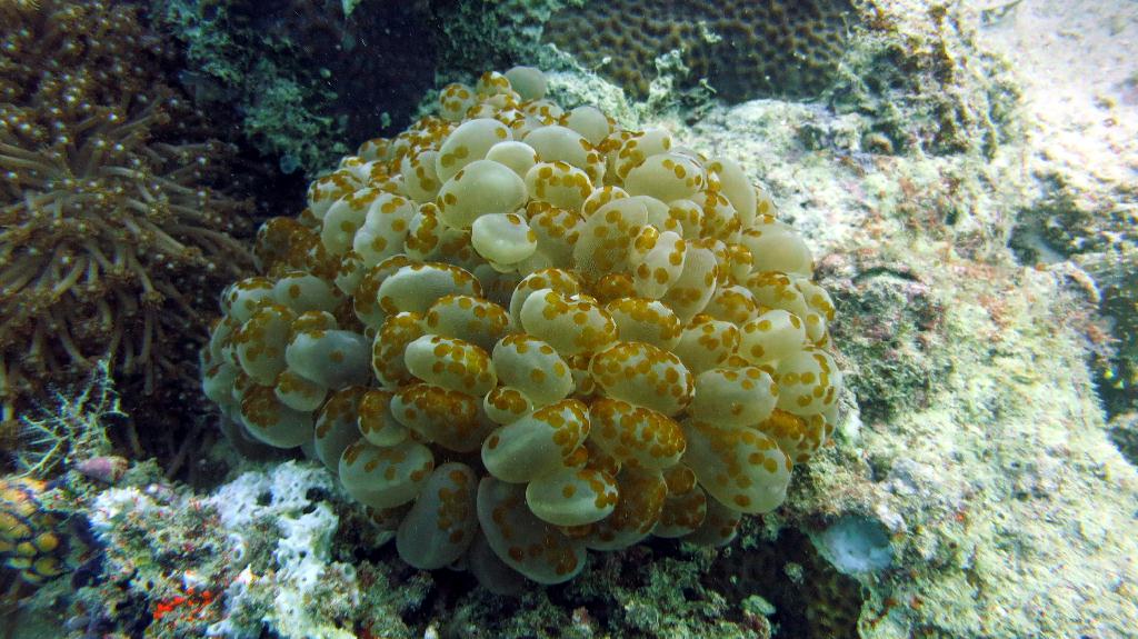 Mabul - House Reef