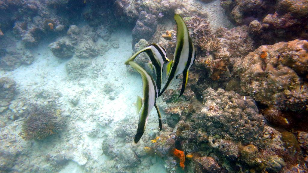 Mabul - House reef