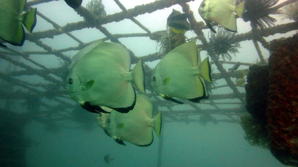 Mabul - House Reef