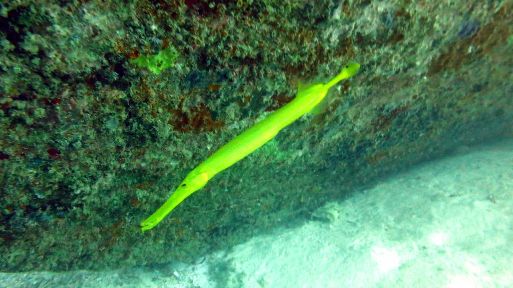 Mabul - House Reef