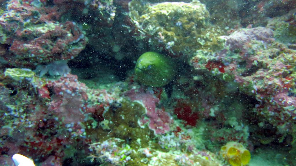 Sipadan - Turtle Tomb