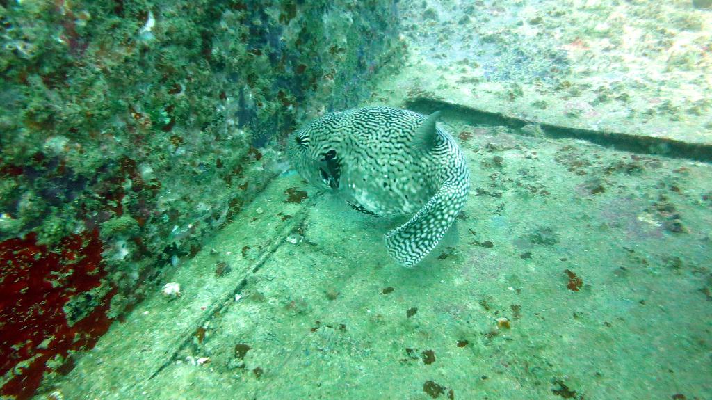 Mabul - House Reef