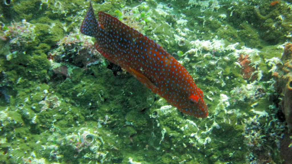 Sipadan - Turtle Tomb
