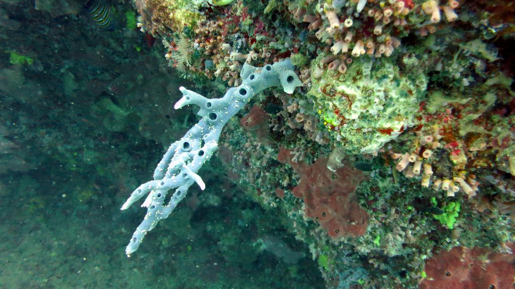 Sipadan - Turtle Tomb