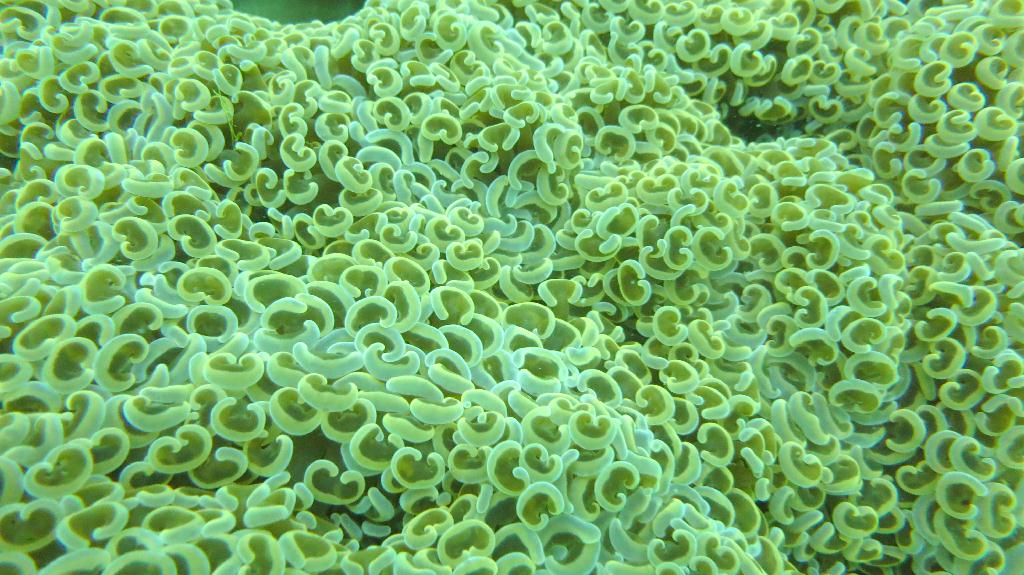 Mabul - House reef