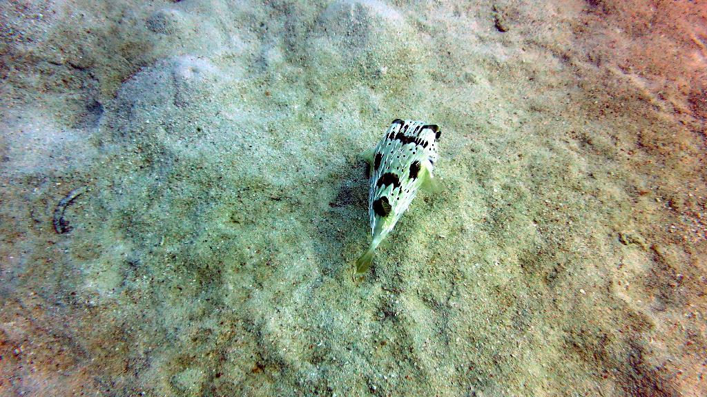 Mabul - House Reef