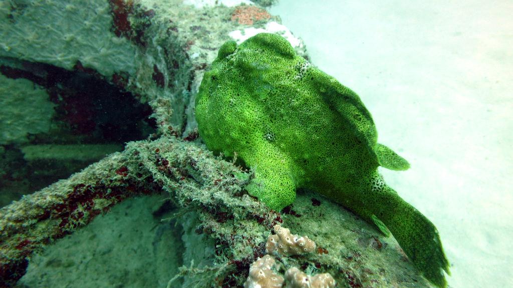 Mabul - House Reef