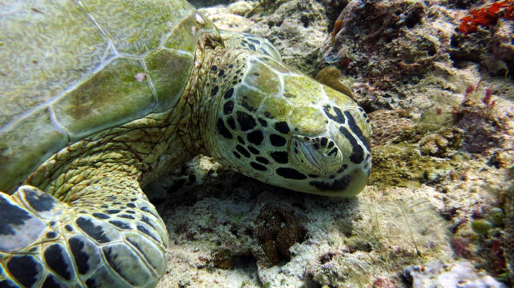Sipadan