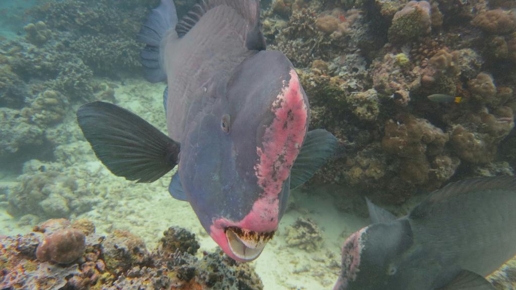 Sipadan