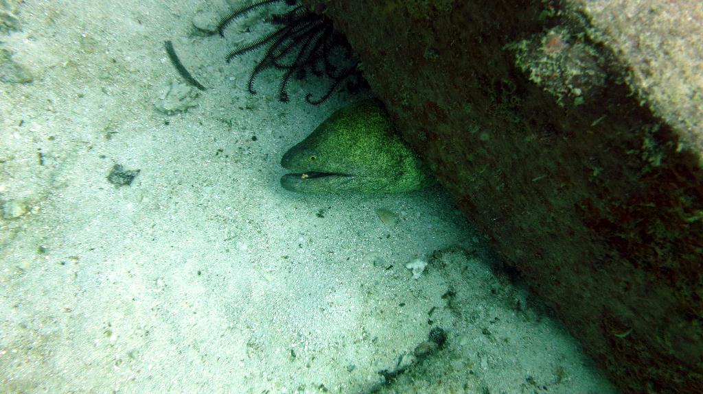 Mabul - House Reef