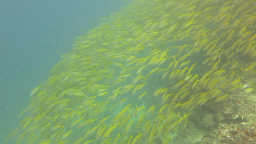 Mabul