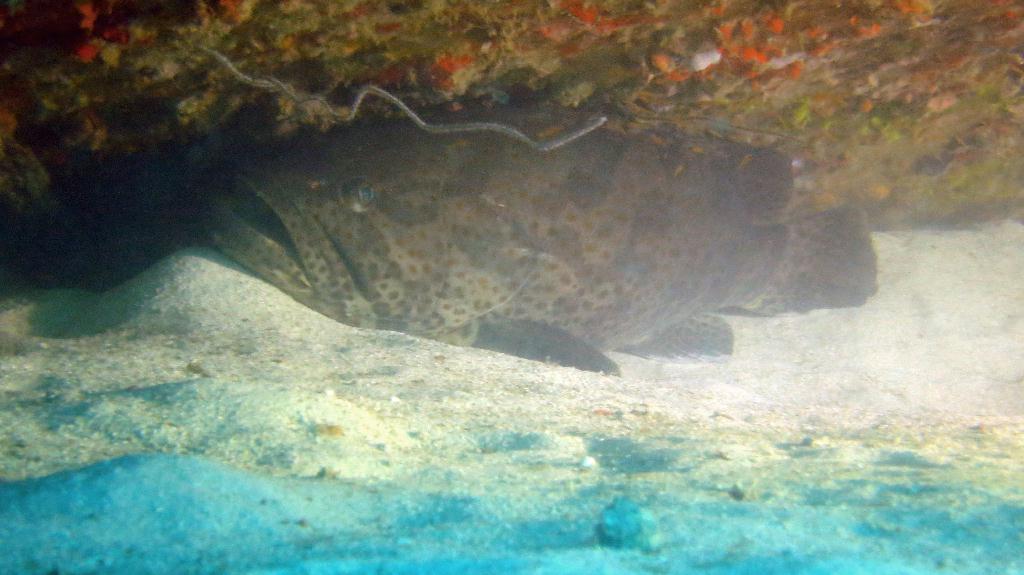 Mabul - House Reef