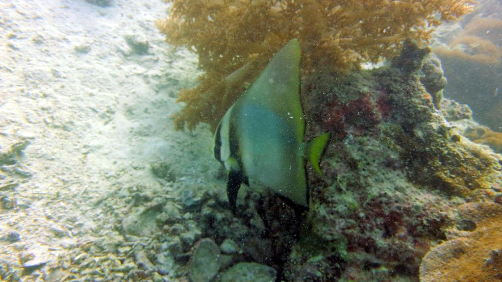 Mabul - House Reef