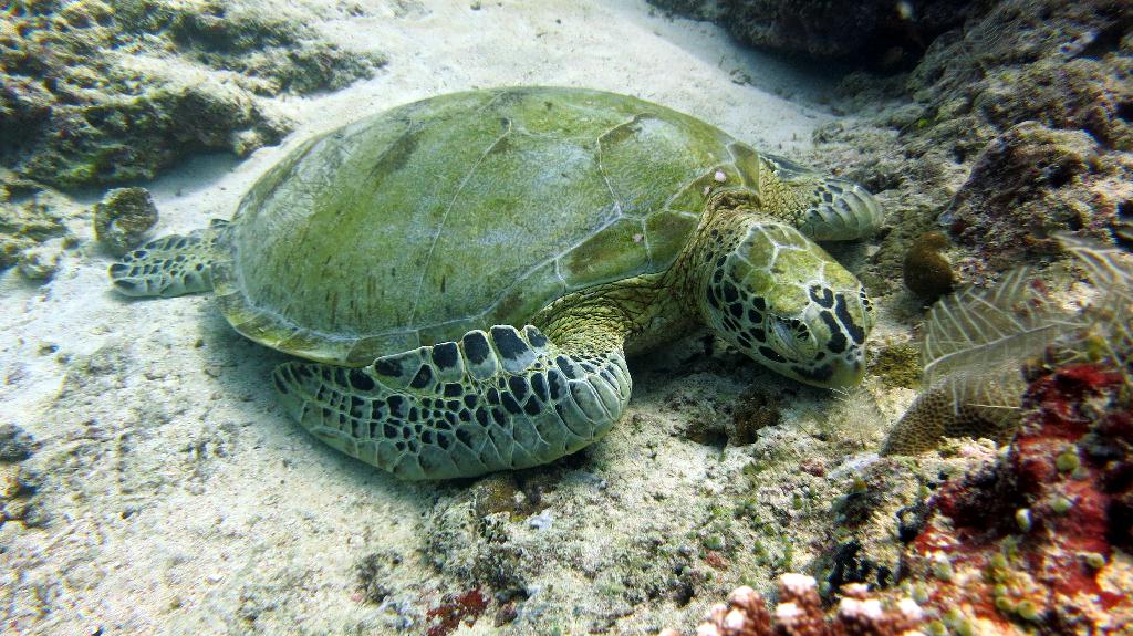 Sipadan
