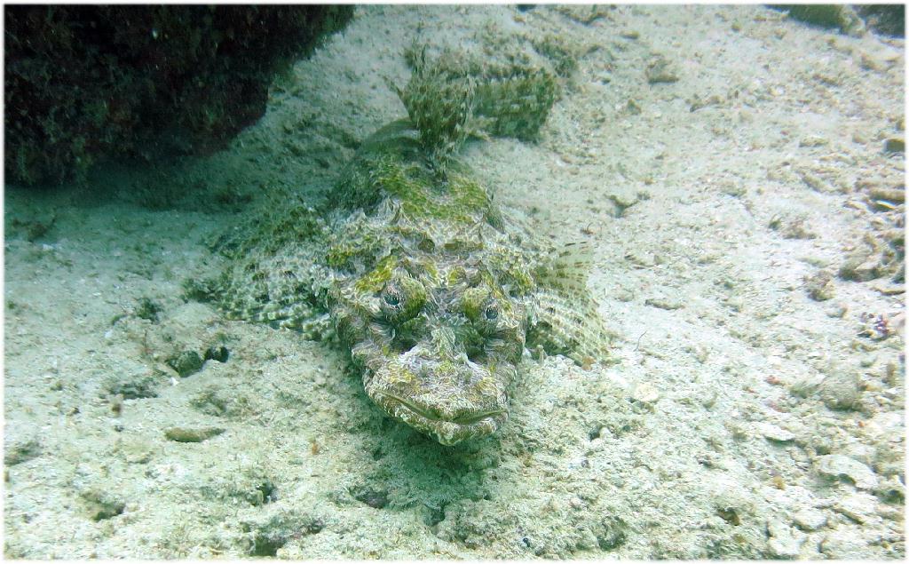 Mabul - House Reef ⚠