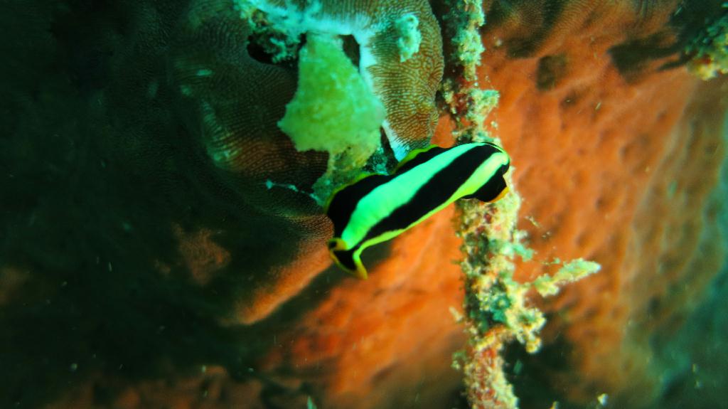 Mabul