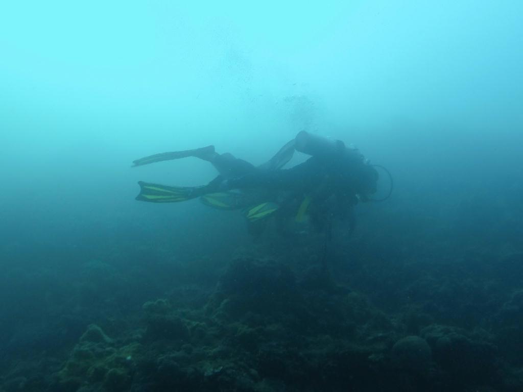 와이홀 찍고 월 유형 - 필리핀 세부 막탄 와이다이브 - 와이홀