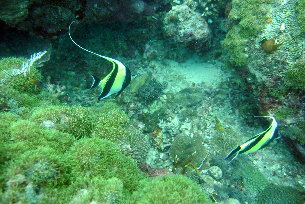 펀다이빙 - 필리핀 세부 막탄 와이다이브 - 마리곤돈케이브