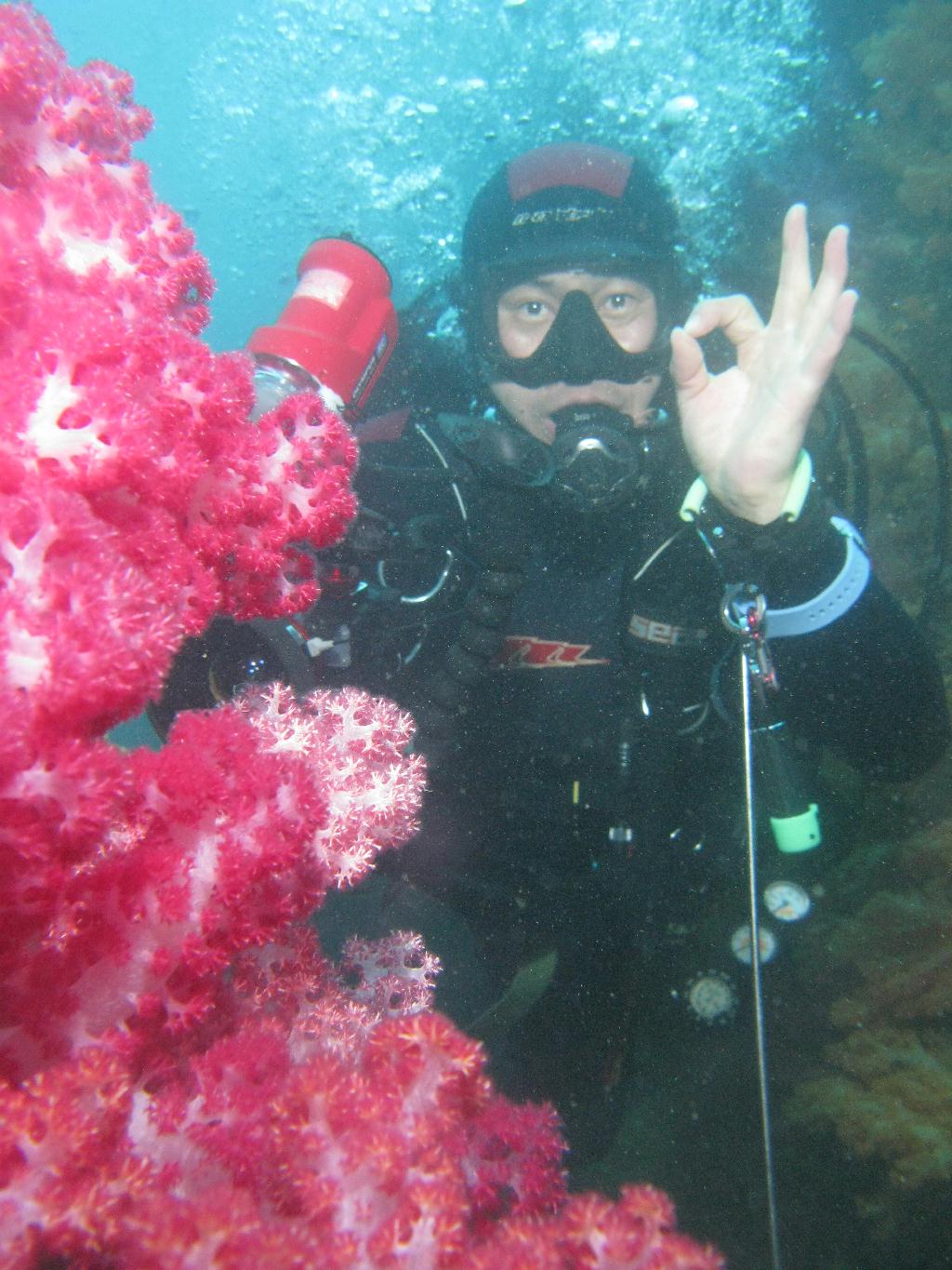 펀다이빙 - 제주도 굿다이버 - 문섬 새끼섬(본섬쪽 산호군락)