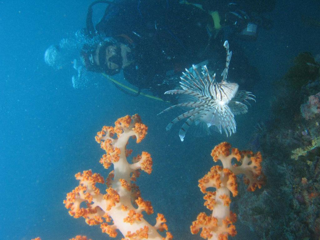 수중사진 - 섭섬 - 큰한개창