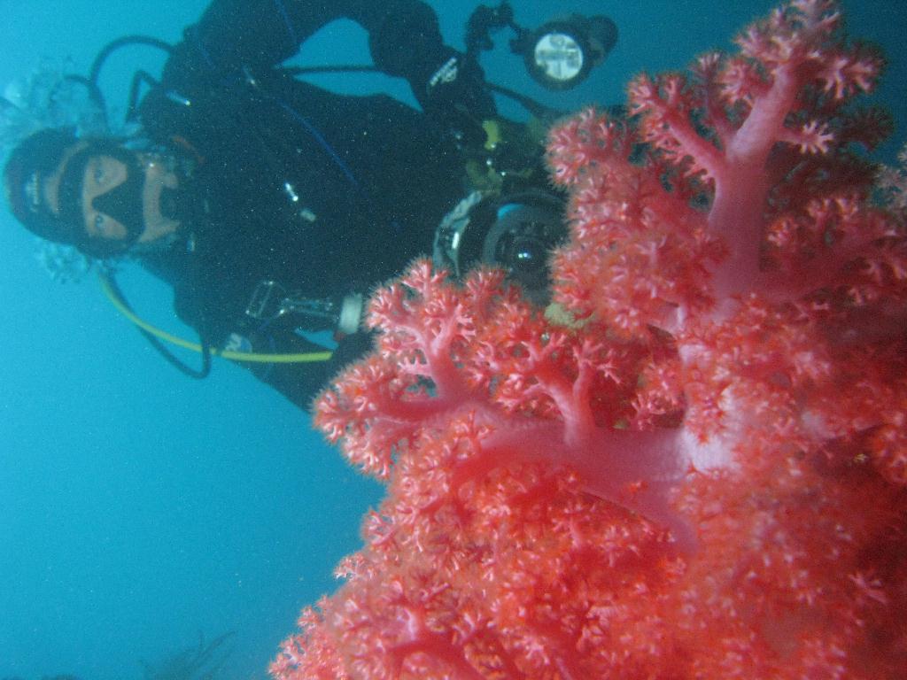 수중사진 - 섭섬 - 큰한개창