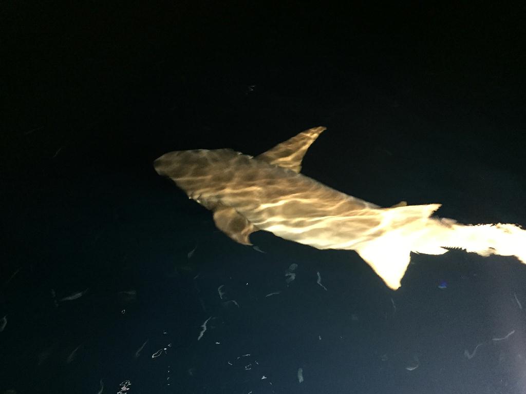 Fun diving - Maldive - Miyaru kandu