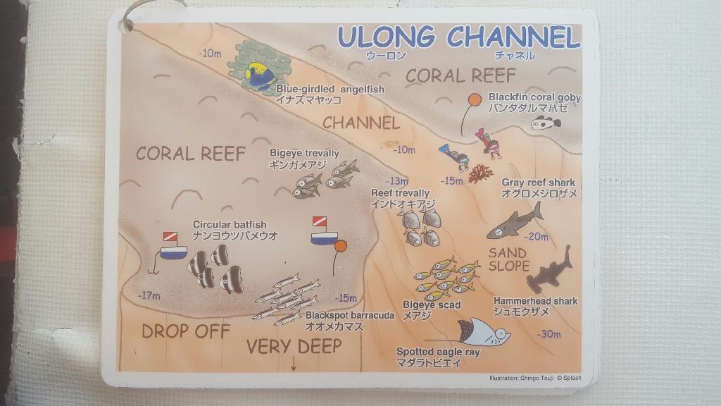 팔라우 다이빙 투어 - PALAU - Ulong Channel