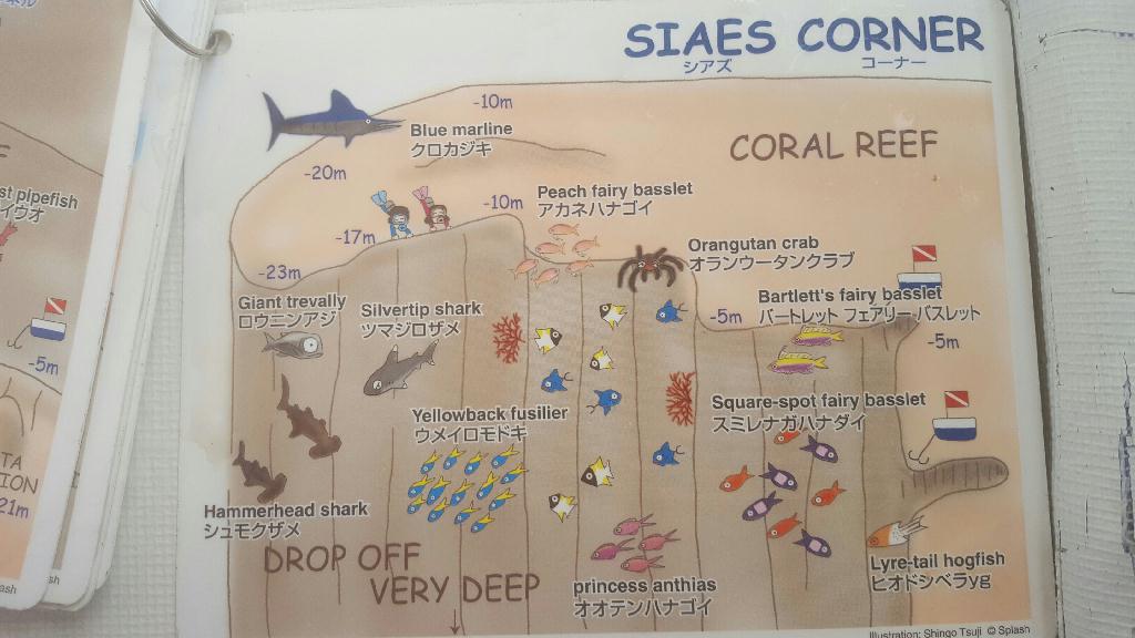 팔라우 투어 다이빙 - PALAU - Siaes Conner
