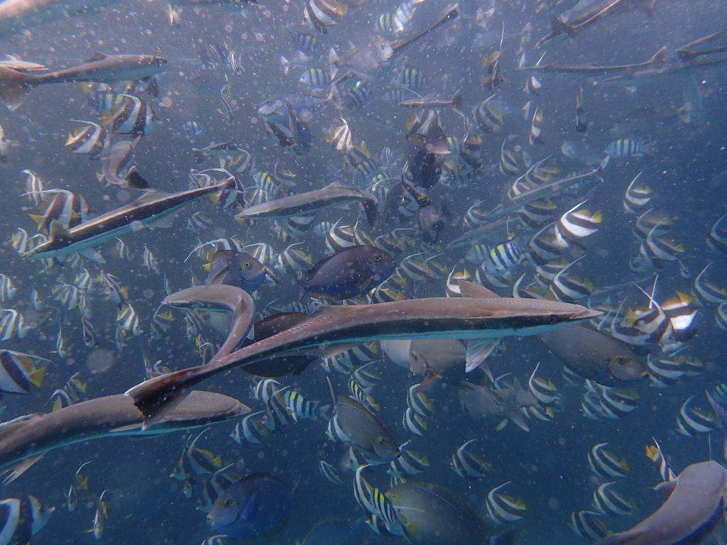 체크 다이빙 - N.MALE - Fish tank