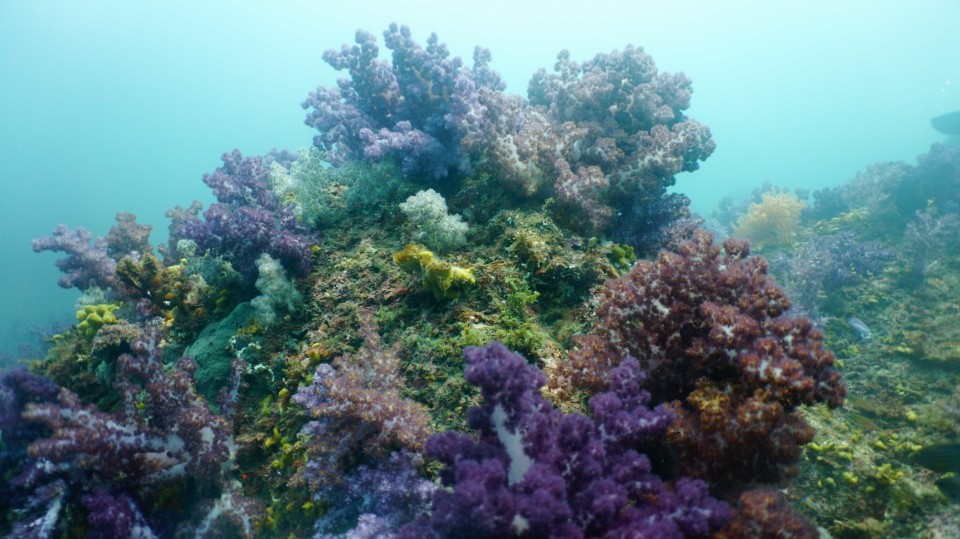 펀다이빙 - 서귀포 - 새끼섬