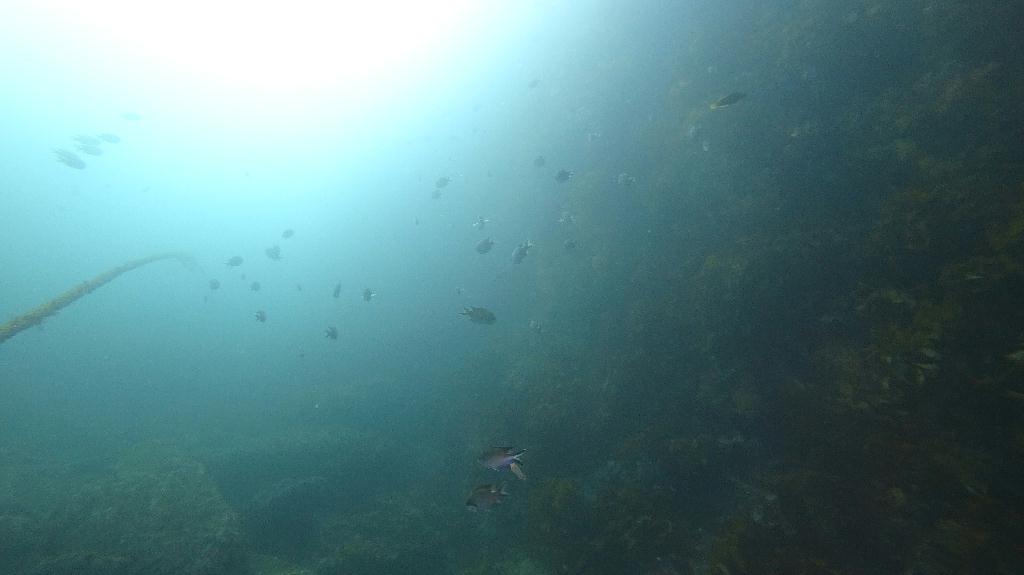 Fun diving - 서귀포 - 새끼섬