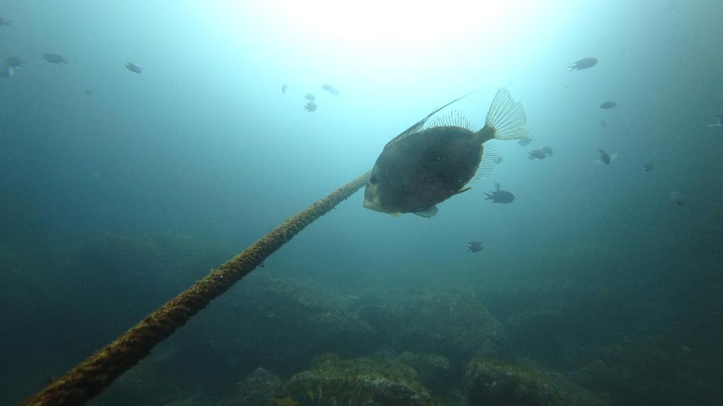 Fun diving - 서귀포 - 새끼섬