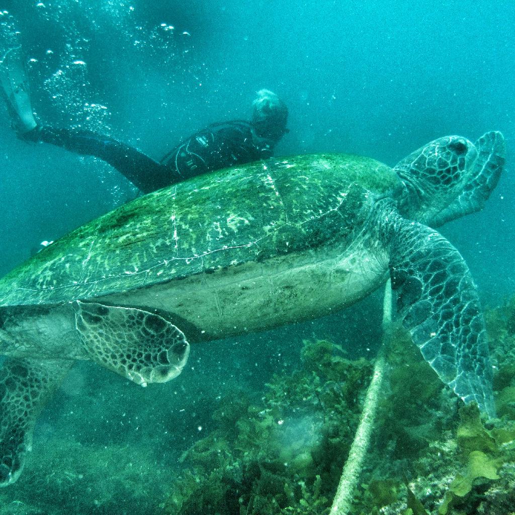 거북이탐색 - 범섬 - 북쪽거북이포인트