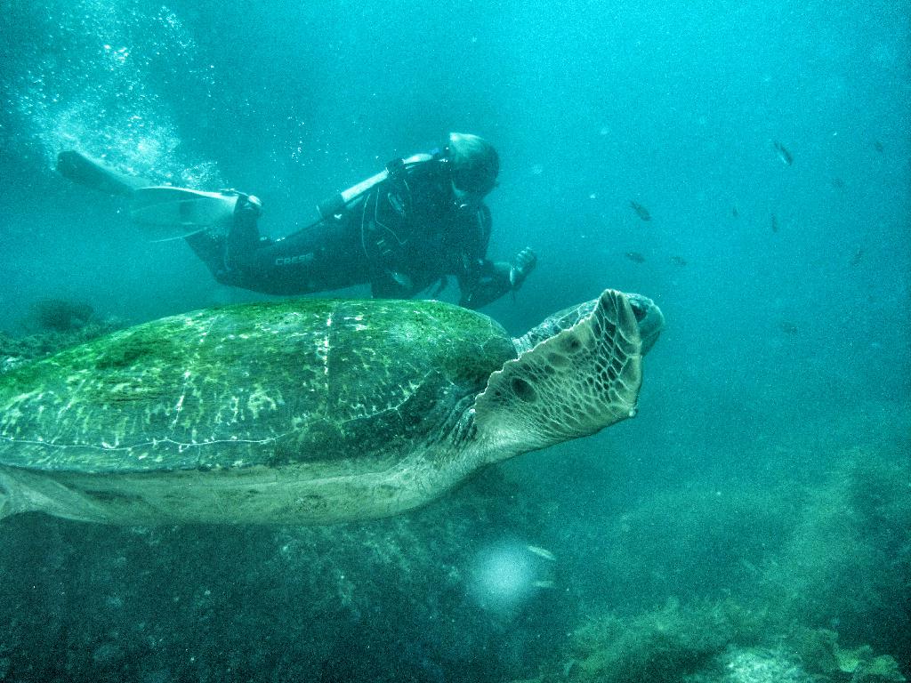 거북이탐색 - 범섬 - 북쪽거북이포인트