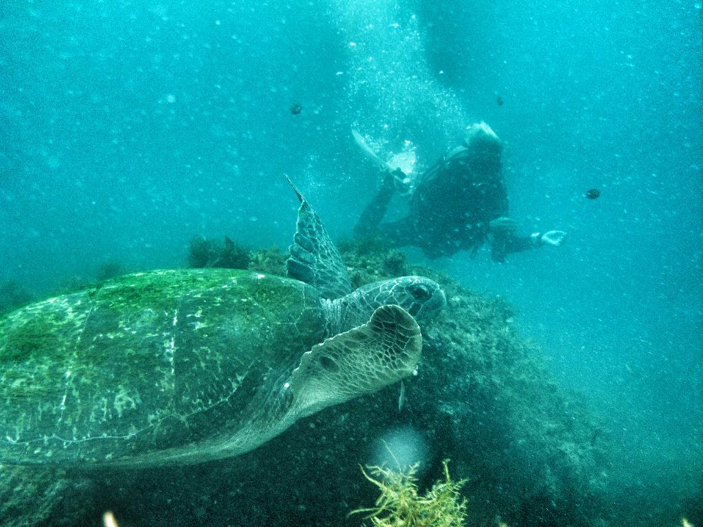 거북이탐색 - 범섬 - 북쪽거북이포인트