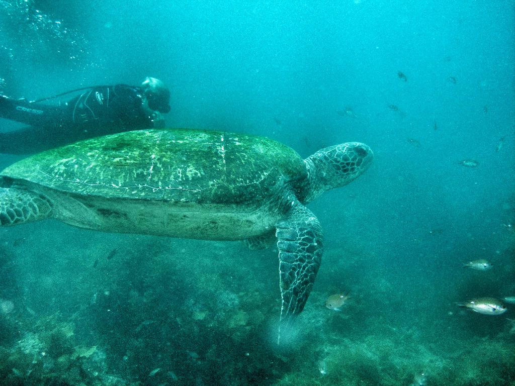 거북이탐색 - 범섬 - 북쪽거북이포인트