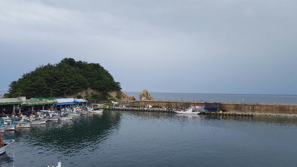 고성 백상어 리조트 포인트 다이빙 - 고성 백상어 리조트 - 말미잘