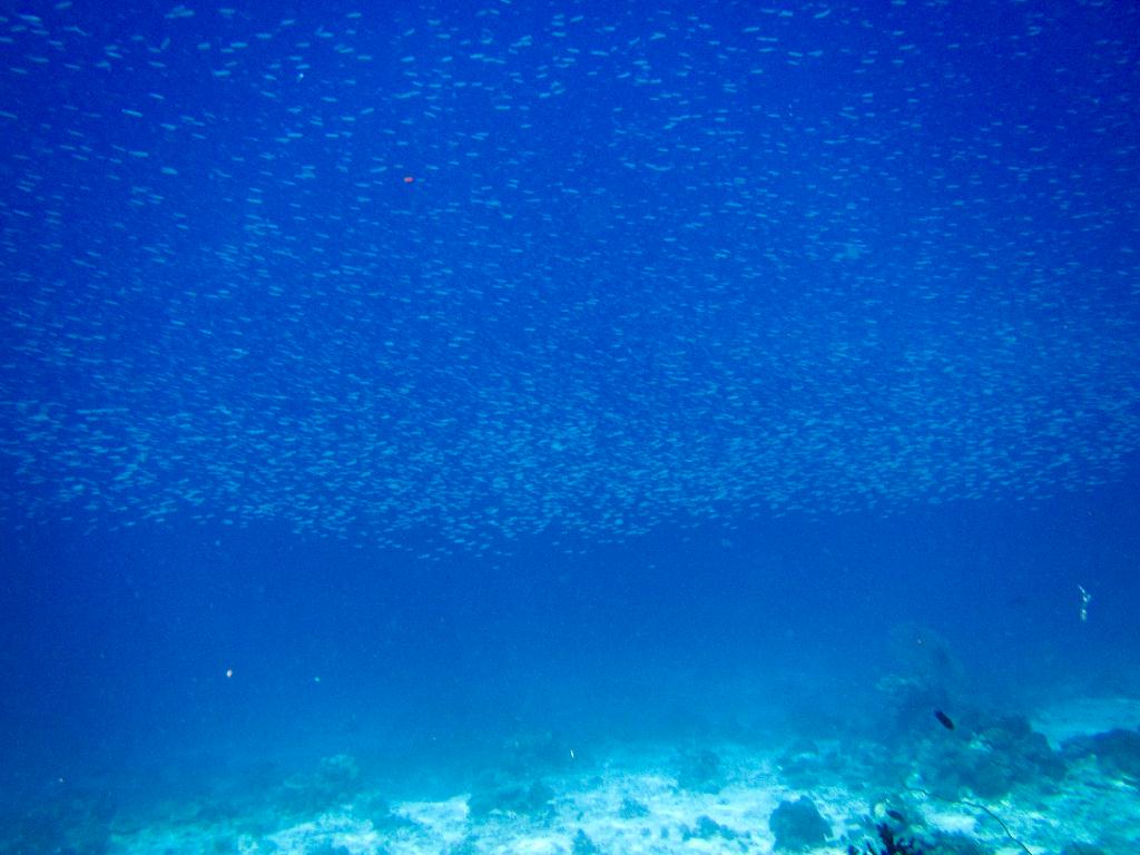 Mactan, Philippines - NALUSUAN POINT Stingray