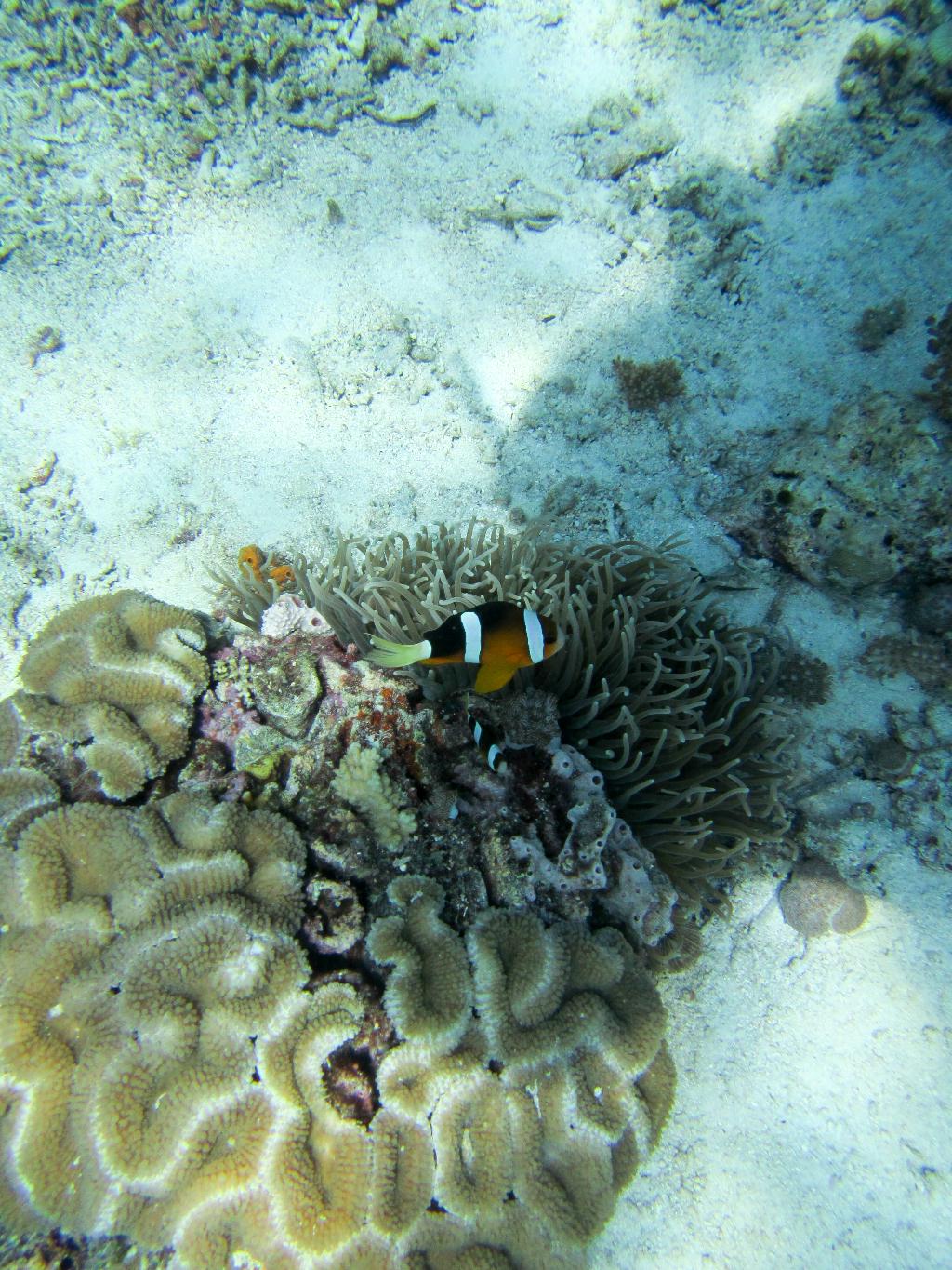 Mactan, Philippines - NALUSUAN POINT Stingray