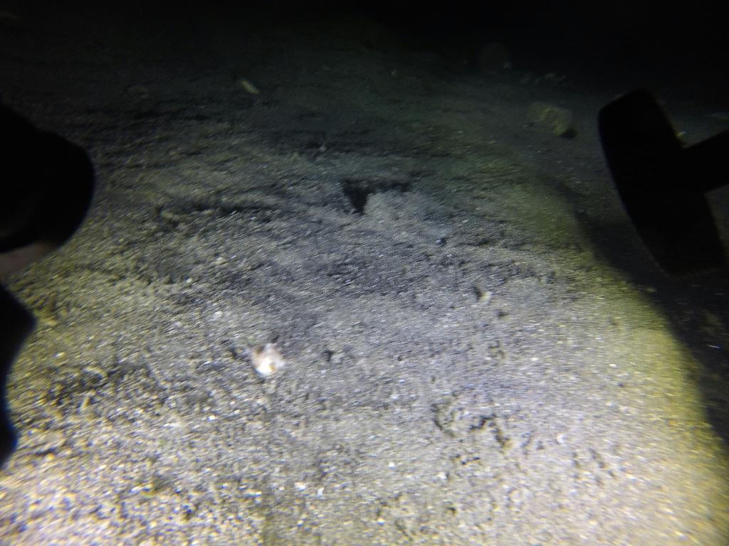 나이트다이빙 - night diving  - 몬테칼로리조트 Montecalo resort - 나이트다이빙