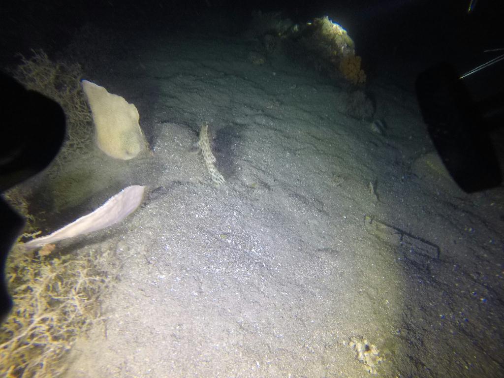 나이트다이빙 - night diving  - 몬테칼로리조트 Montecalo resort - 나이트다이빙