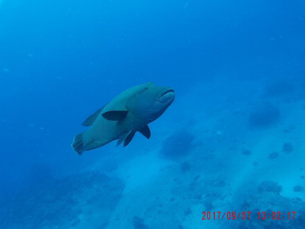 palau - blue corner