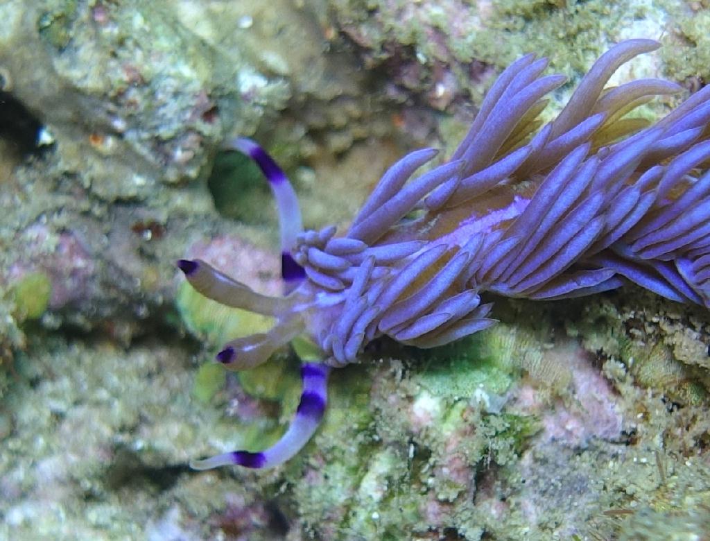 아닐라오 #07 - 킹콩 - Ligpo Pinnacle