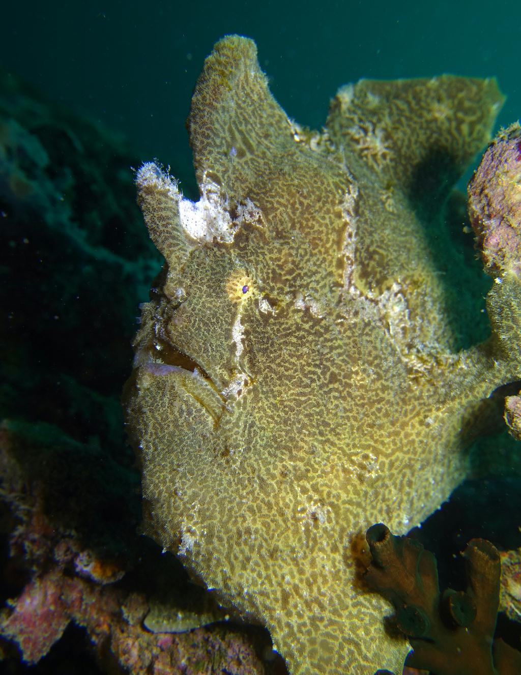 아닐라오 #07 - 킹콩 - Ligpo Pinnacle