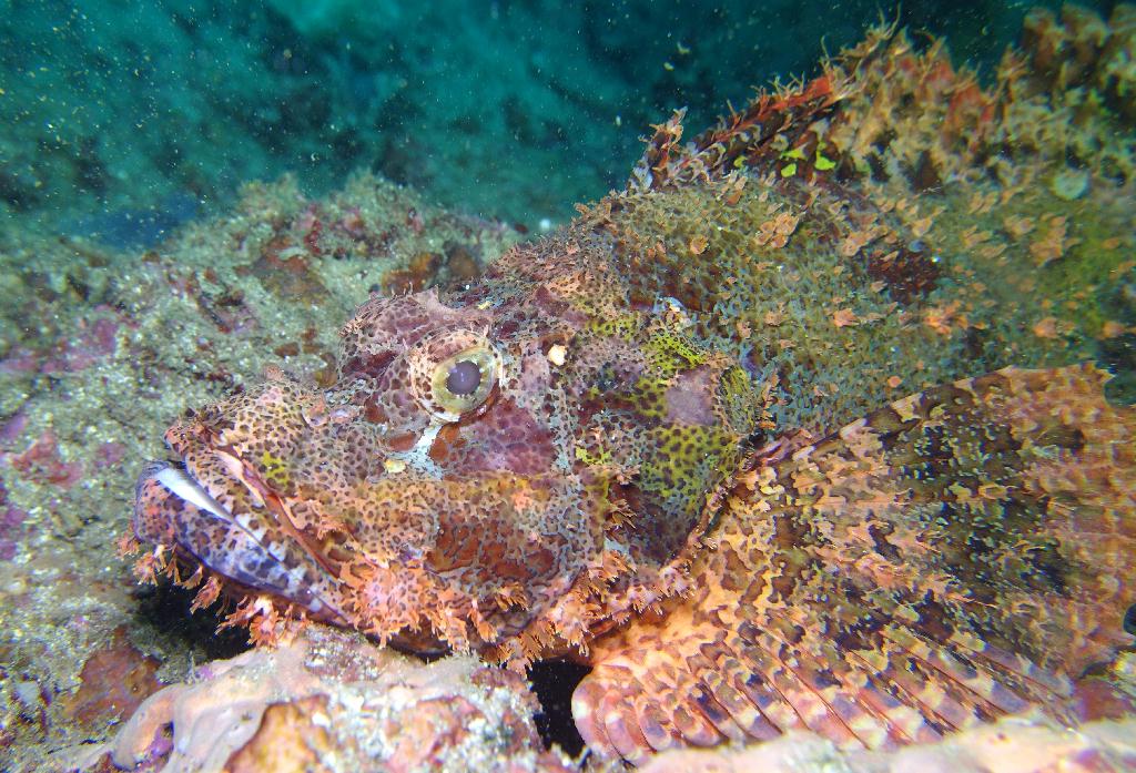 아닐라오 #07 - 킹콩 - Ligpo Pinnacle